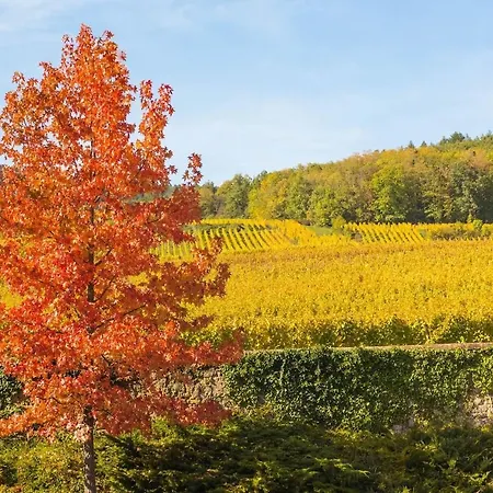 Alsacien Daire Ribeauvillé