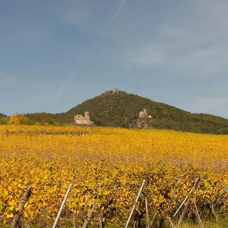 Alsacien Ribeauvillé